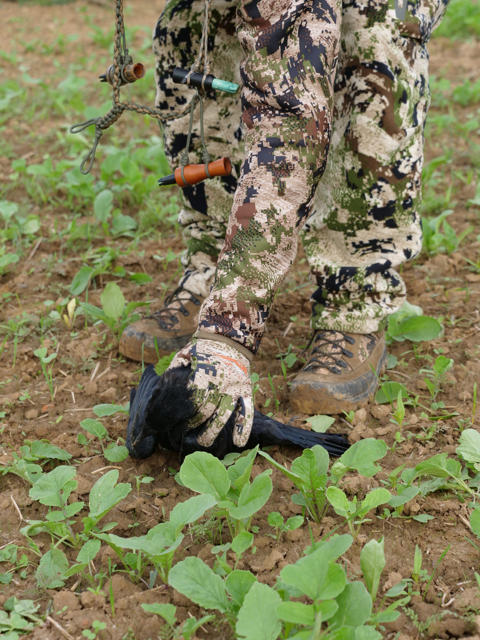 jagd-flinte-kraehe Jagd Krähe