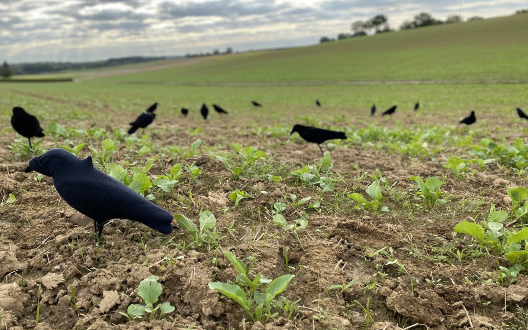 Krähenjagd: auf Hitchcocks Spuren – aber bitte mit Tarnung